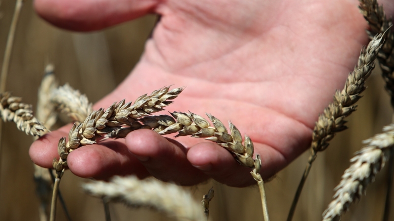 Эксперты оценили прогноз США о ценах на зерно в России