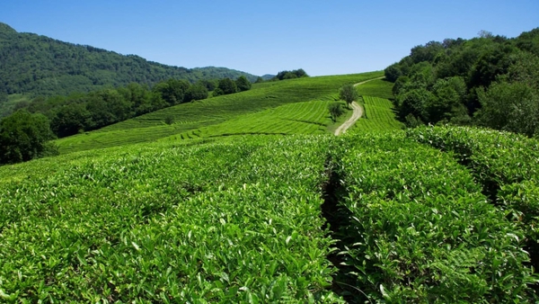 Россиянам рассказали о нюансах чаеводства в Сочи