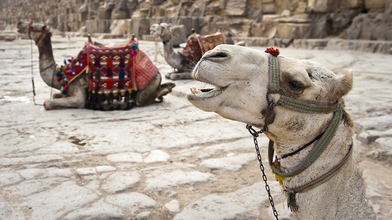 В Египте заявили о безопасности страны для российских туристов